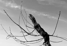 Évora: Caminha para um lugar de força – caminhada performativa